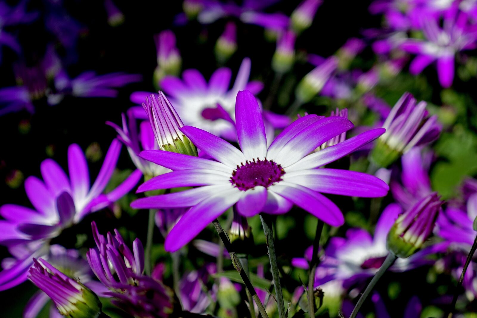 Sony Cyber-shot DSC-RX100 IV sample photo. Pericallis, garden cineraria, flower photography
