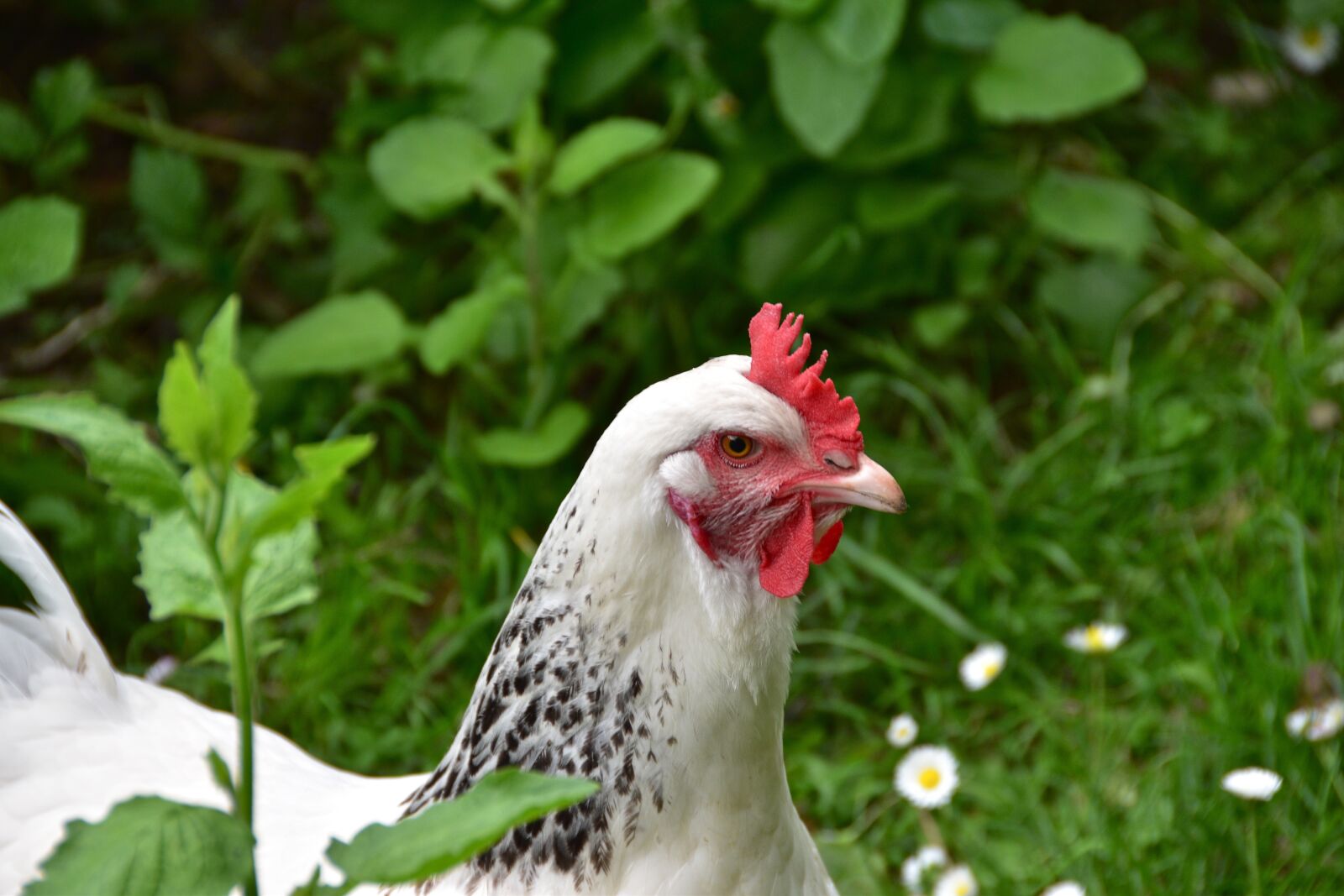 Nikon D5600 sample photo. Hen, white, crete photography