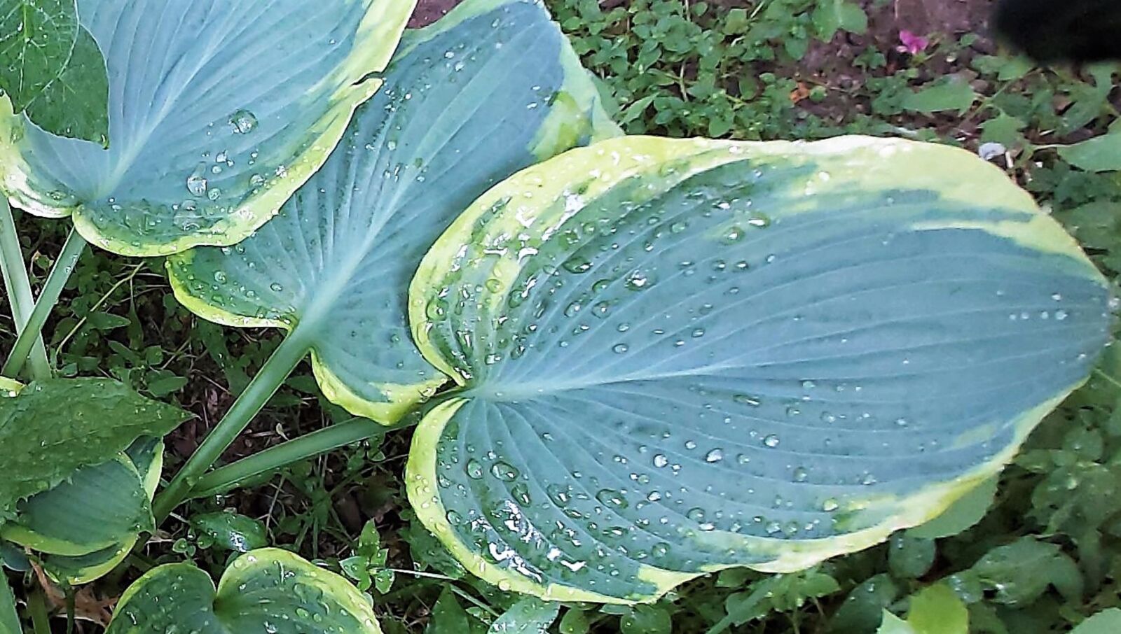 Samsung Galaxy A70 sample photo. Rain, drops, green photography