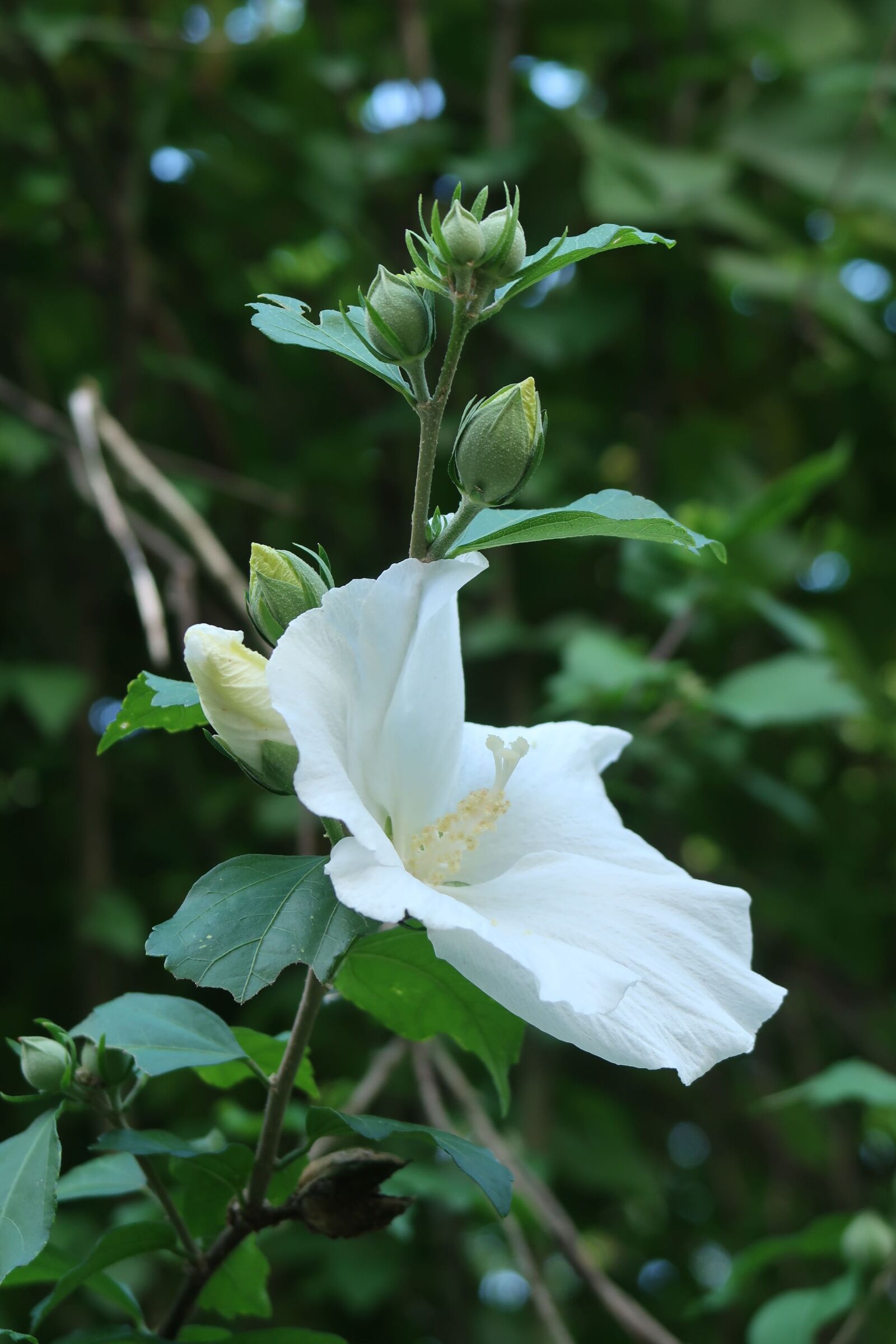 Canon PowerShot G7 X Mark II sample photo. Natural, flowers, white photography