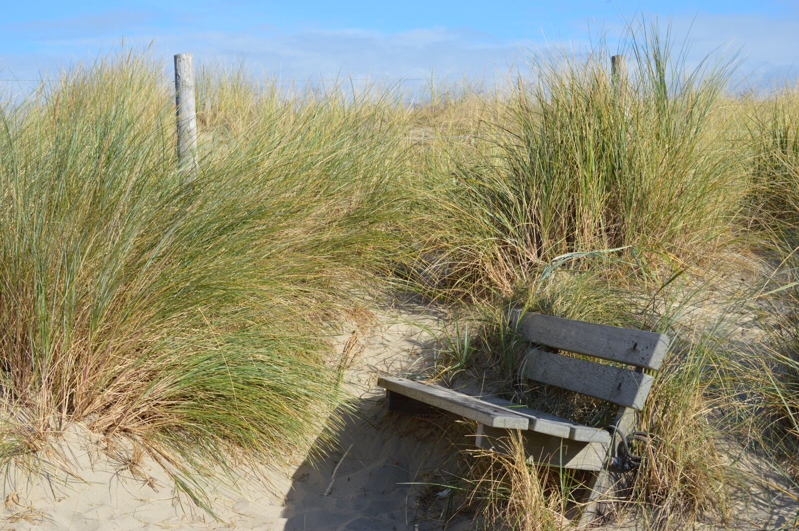 Nikon D3200 sample photo. Nature, grass, summer photography