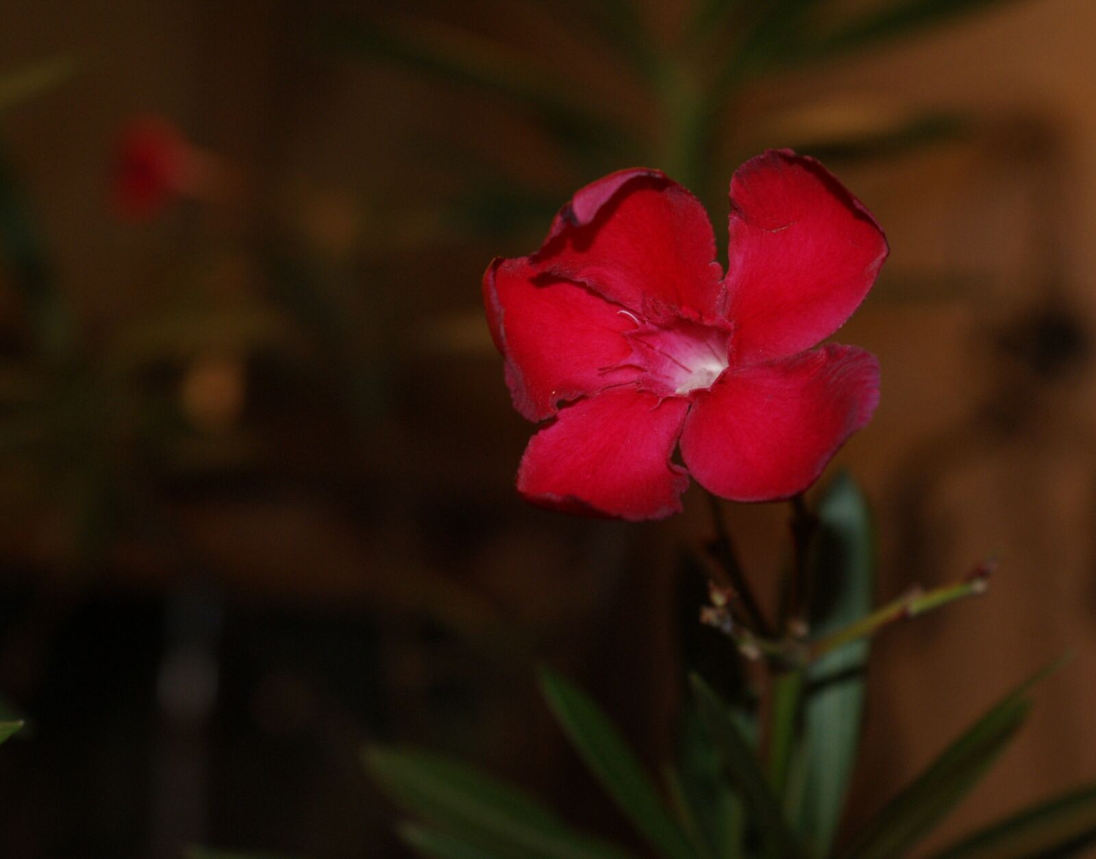 Sony Alpha DSLR-A300 sample photo. Flores, foco diferenciado, bosque photography