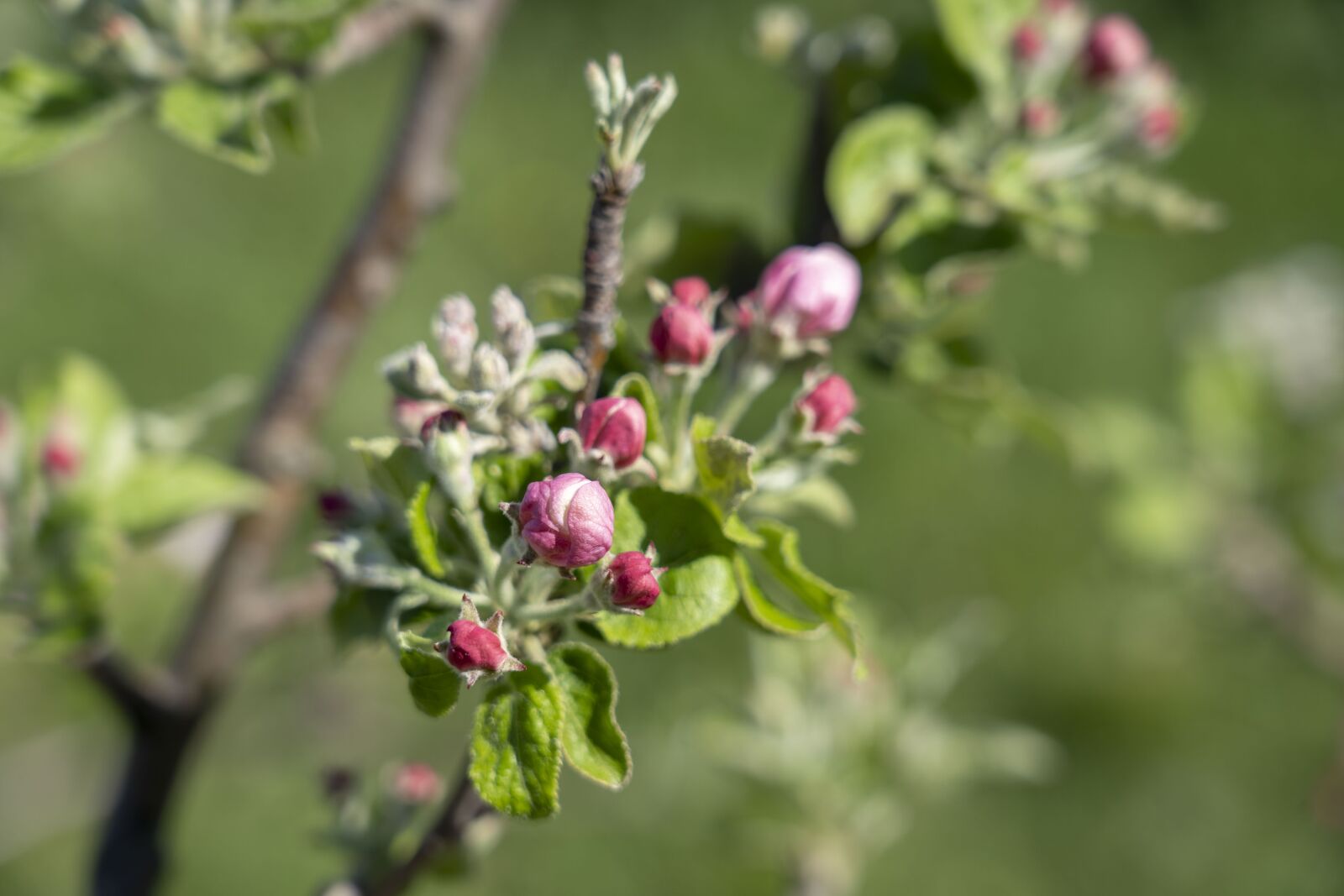 Sony FE 24-105mm F4 G OSS sample photo. Flower, flowers, the puck photography