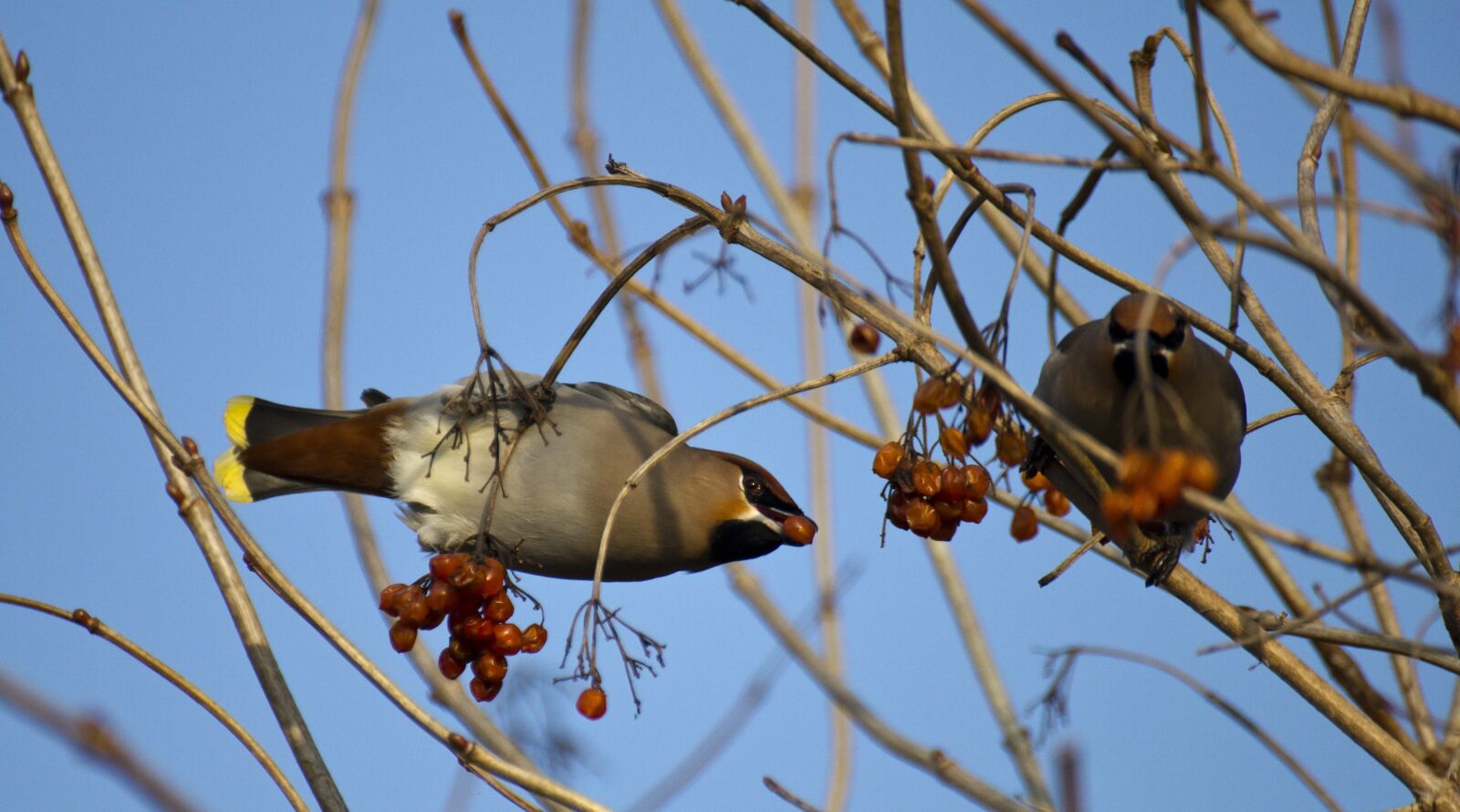 Canon EOS 550D (EOS Rebel T2i / EOS Kiss X4) sample photo. Bird, waxwing, garden photography