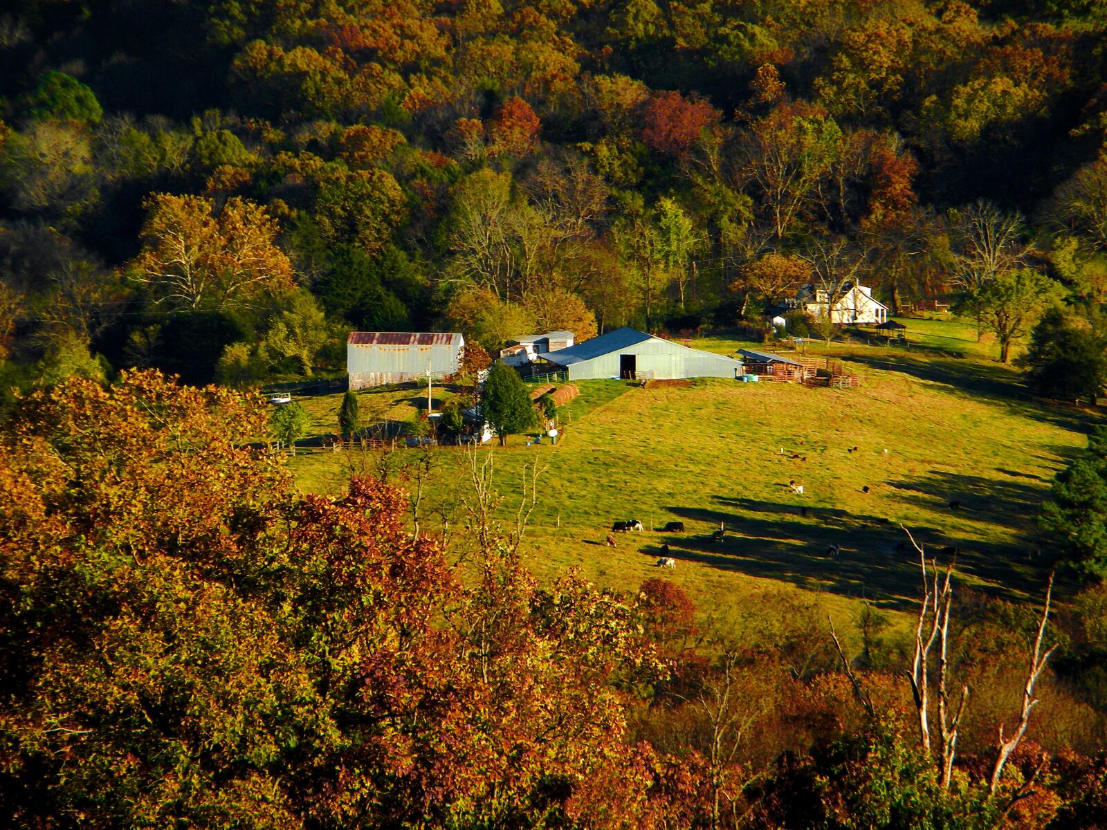 Nikon Coolpix L100 sample photo. Country living, farm, farming photography