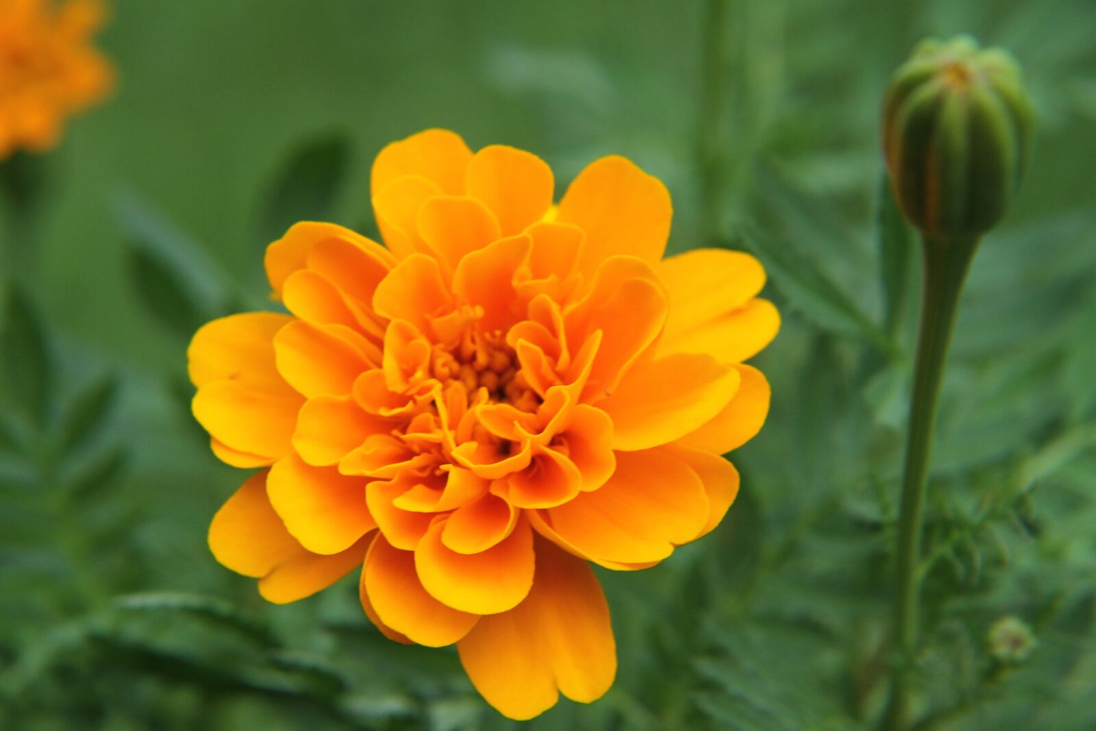Canon EOS 7D sample photo. Flower, nature, bloom photography