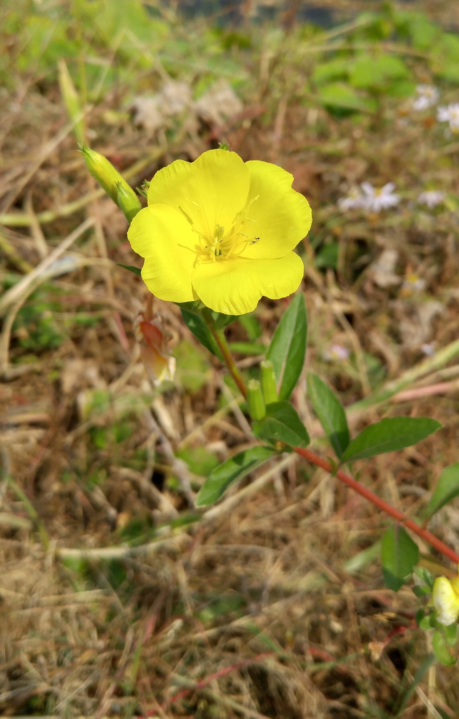 LG G4 sample photo. Wildflower, flowers, fall flowers photography