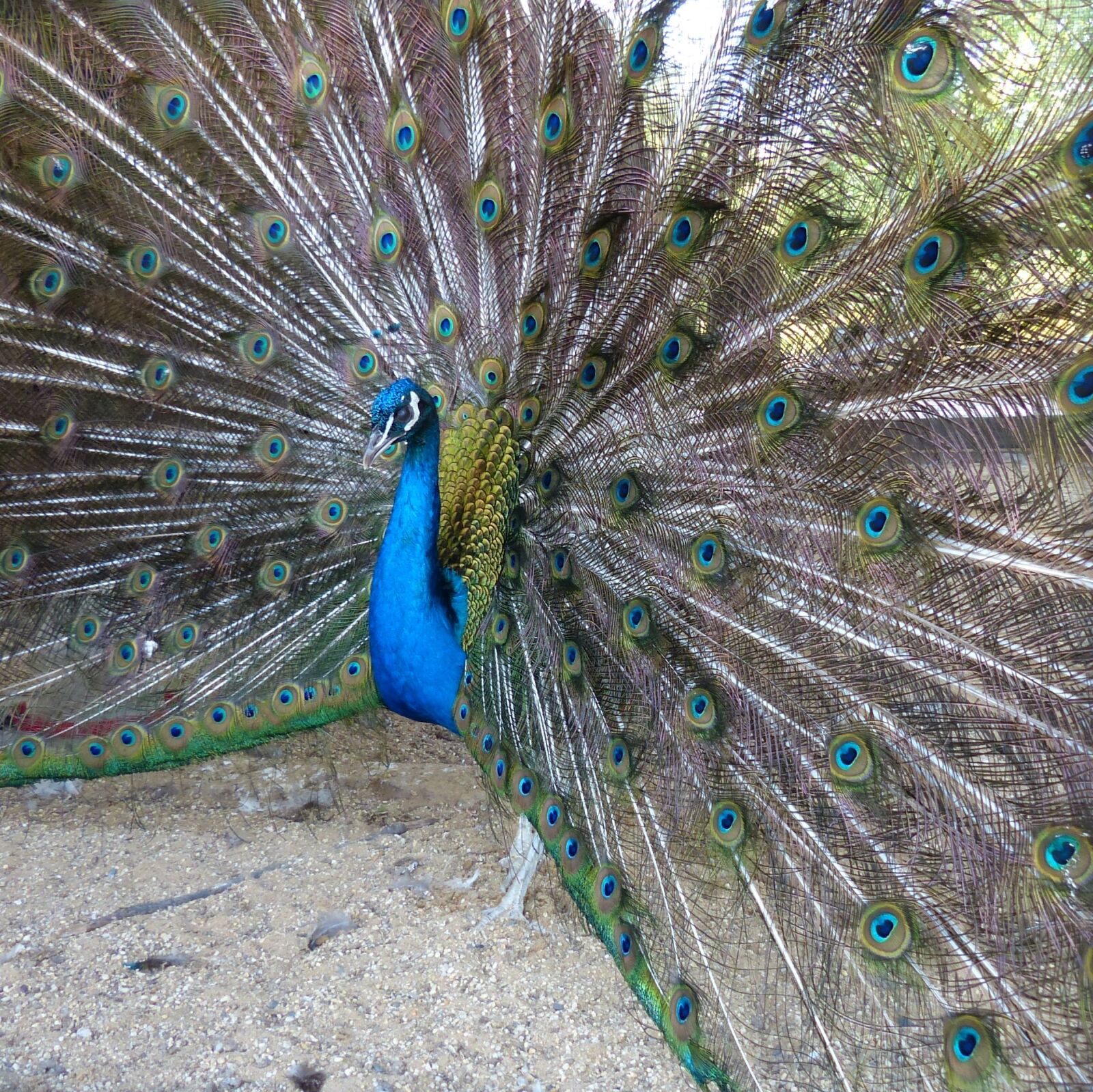 Panasonic Lumix DMC-FZ200 sample photo. Peacock, feathers, wheel photography