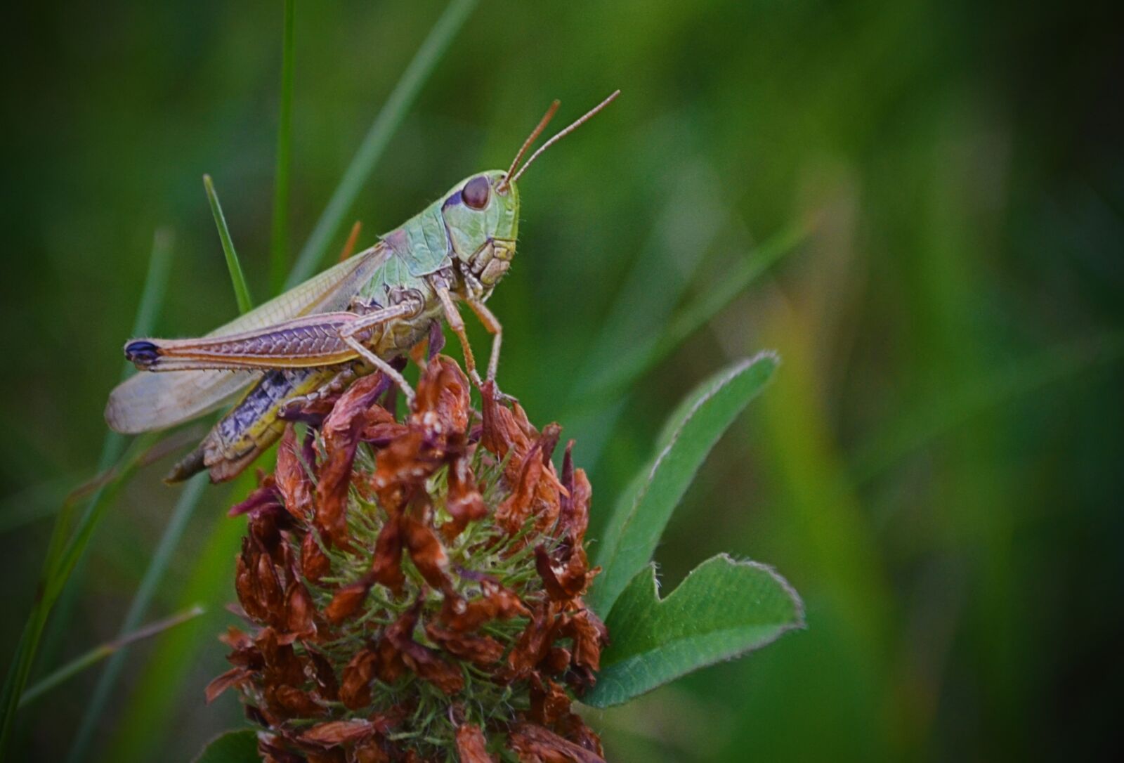 Nikon D5100 sample photo. Insect, grass, grasshopper photography