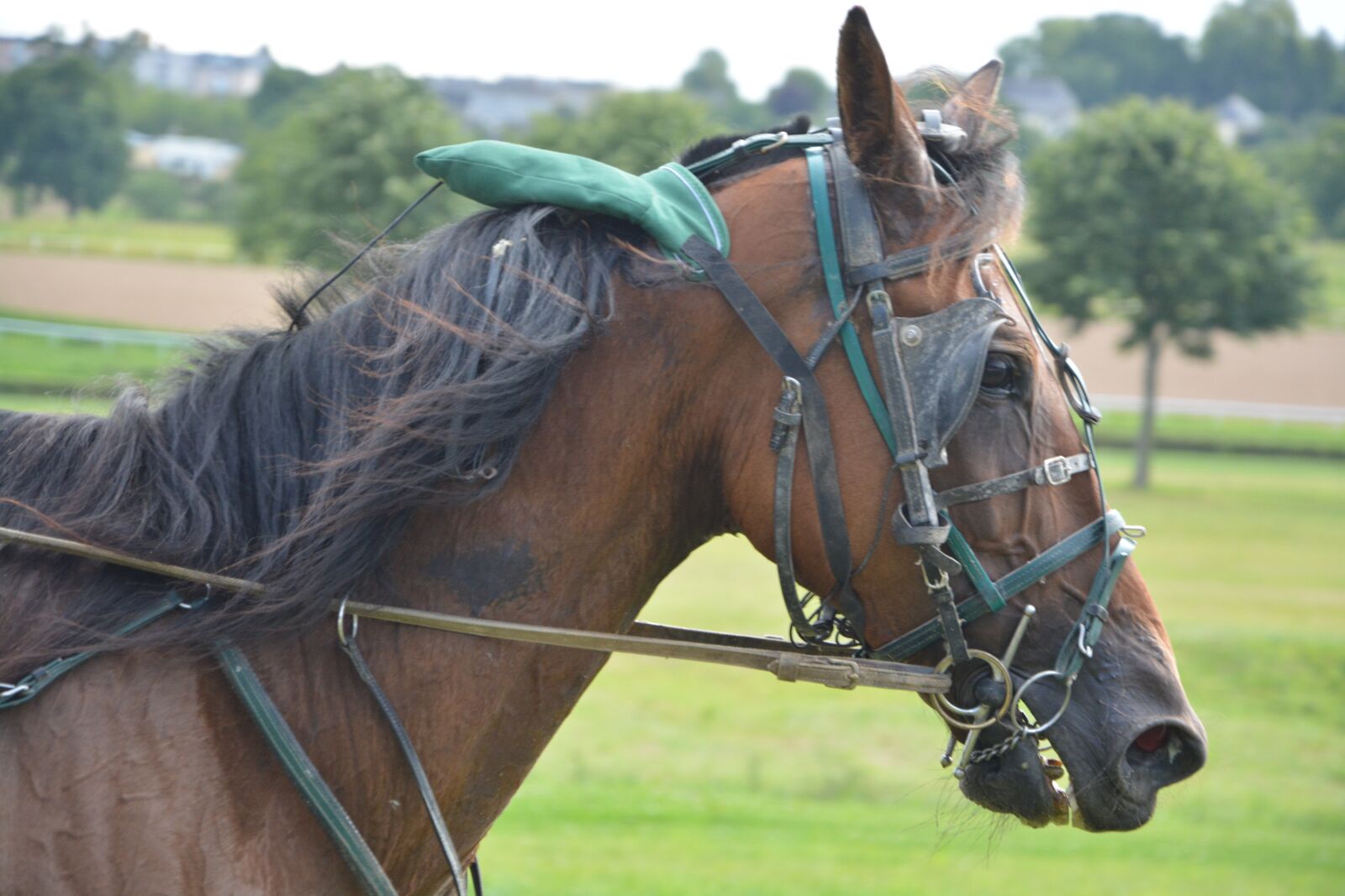 Nikon D5200 sample photo. Horse, horse racing, bonnet photography
