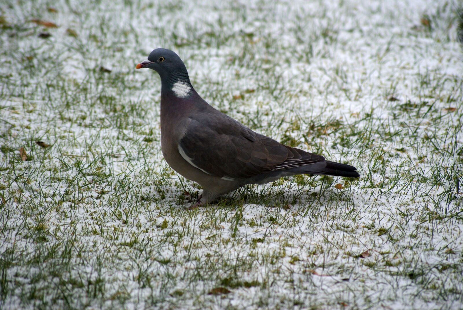 Sony Alpha DSLR-A200 sample photo. Dove, winter, nature photography