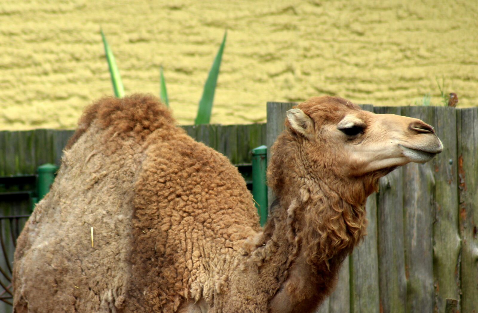 Canon EOS 1200D (EOS Rebel T5 / EOS Kiss X70 / EOS Hi) sample photo. Camel, animal, mammal photography