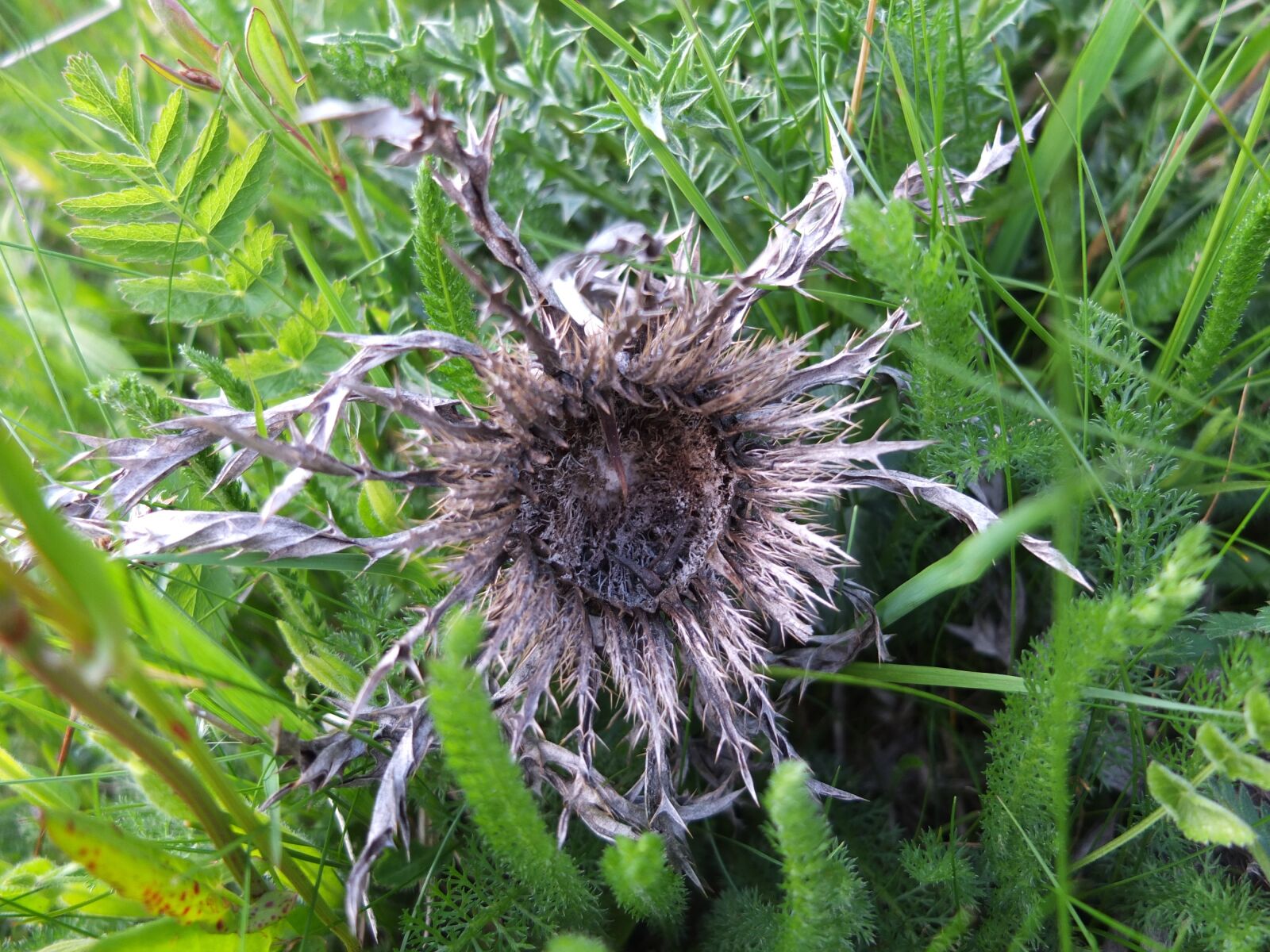 Fujifilm X10 sample photo. Silver thistle, meadow, flower photography