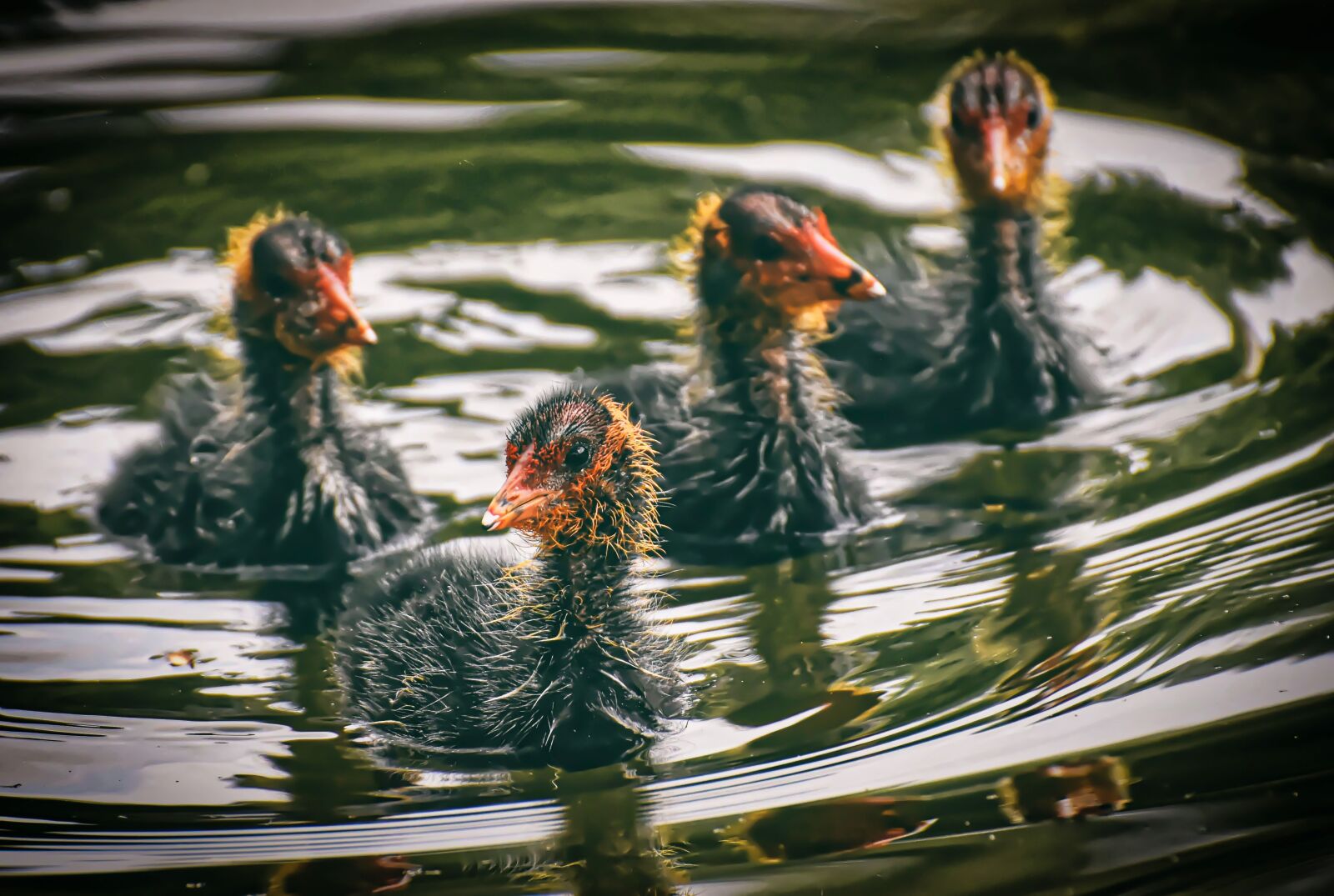 Nikon D7200 sample photo. Coots, chicks, waters photography