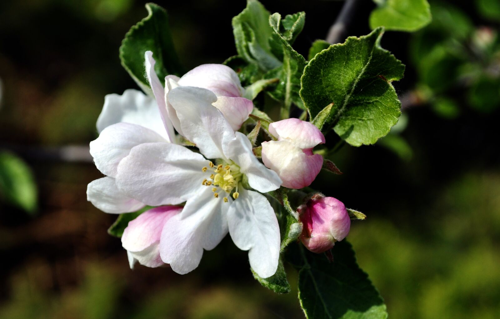 Nikon D5000 sample photo. Spring, garden, apple photography