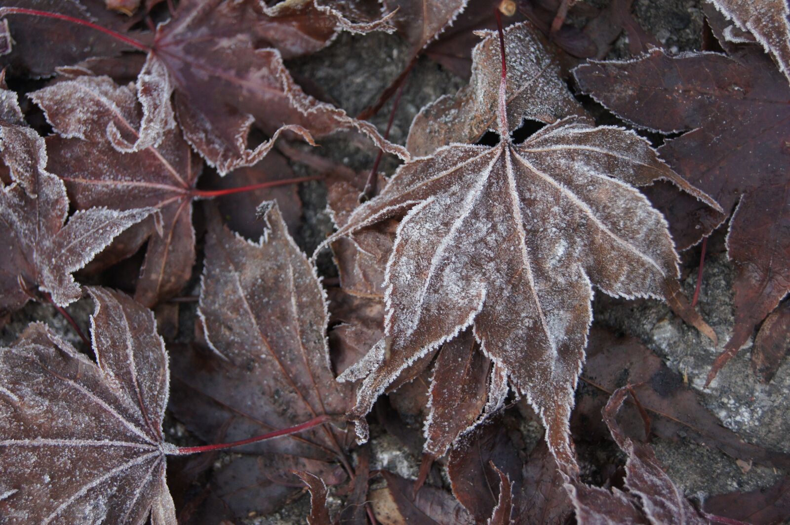 Sony Alpha DSLR-A580 sample photo. Leaf, autumn, nature photography