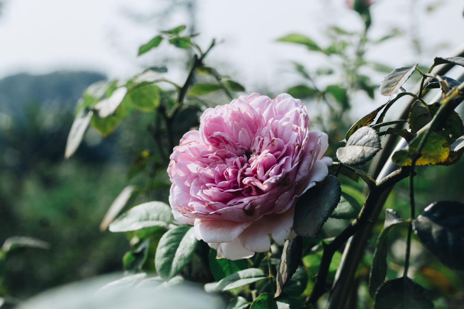Canon EOS 700D (EOS Rebel T5i / EOS Kiss X7i) + Canon EF 50mm F1.8 II sample photo. Flower, pink, sunny photography