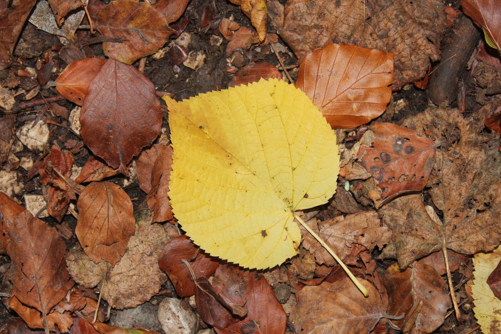 Canon EOS 600D (Rebel EOS T3i / EOS Kiss X5) sample photo. Fall, leaves, autumn leaf photography