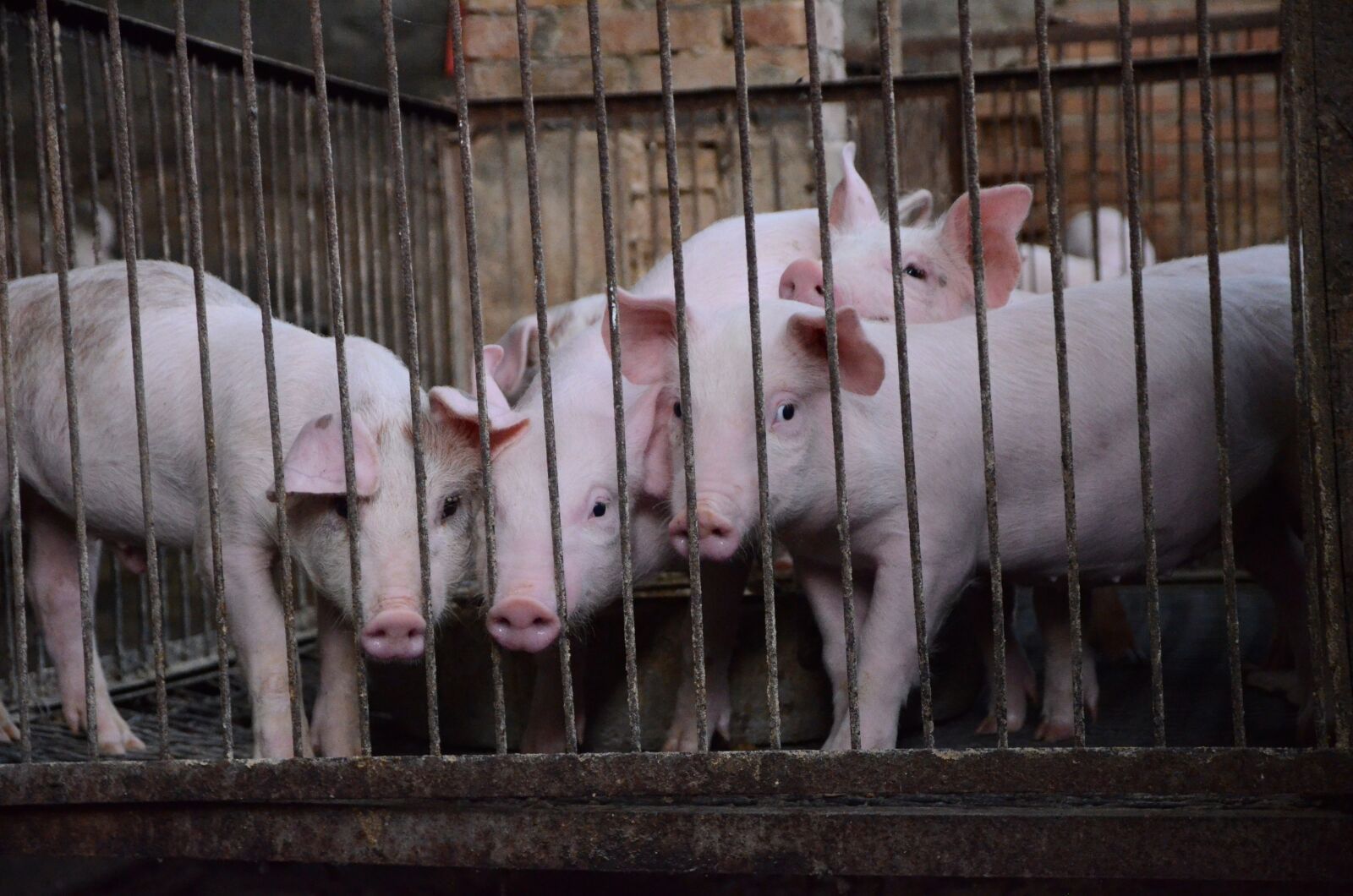 Nikon D7000 sample photo. Pig, farms, journey photography