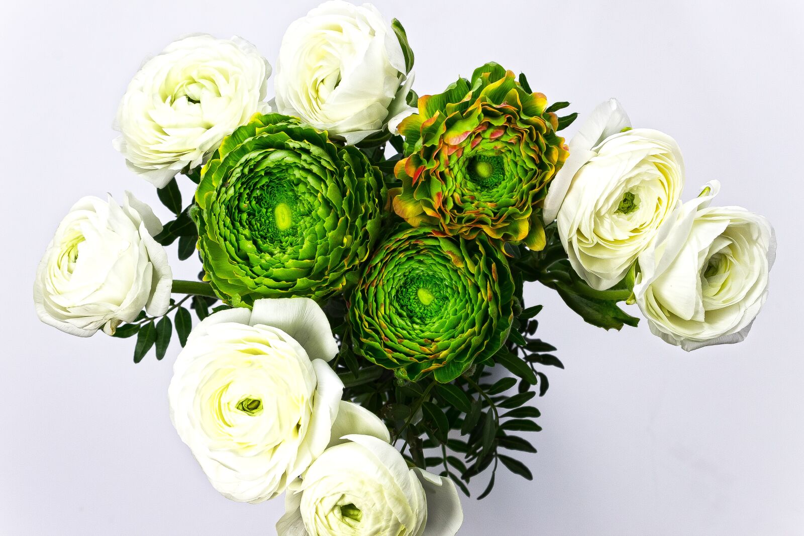 Canon EOS 1300D (EOS Rebel T6 / EOS Kiss X80) sample photo. Ranunculus, blossom, bloom photography