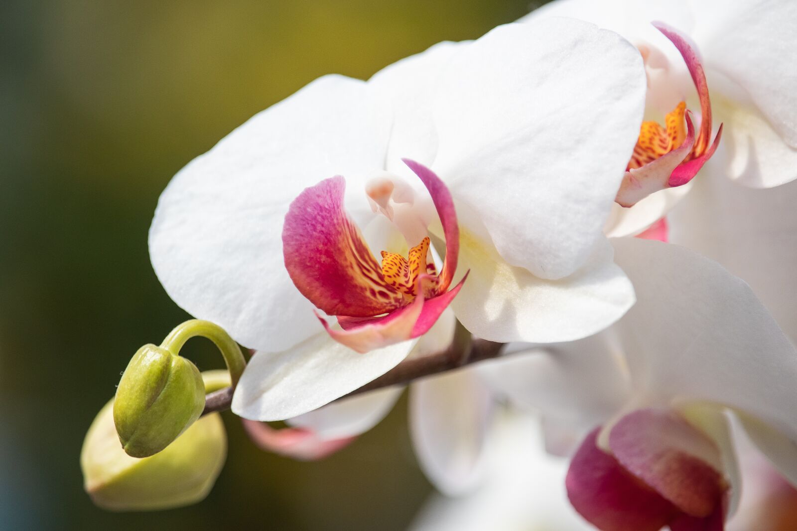 Canon EF-S 55-250mm F4-5.6 IS STM sample photo. Orchid, flower, plant photography