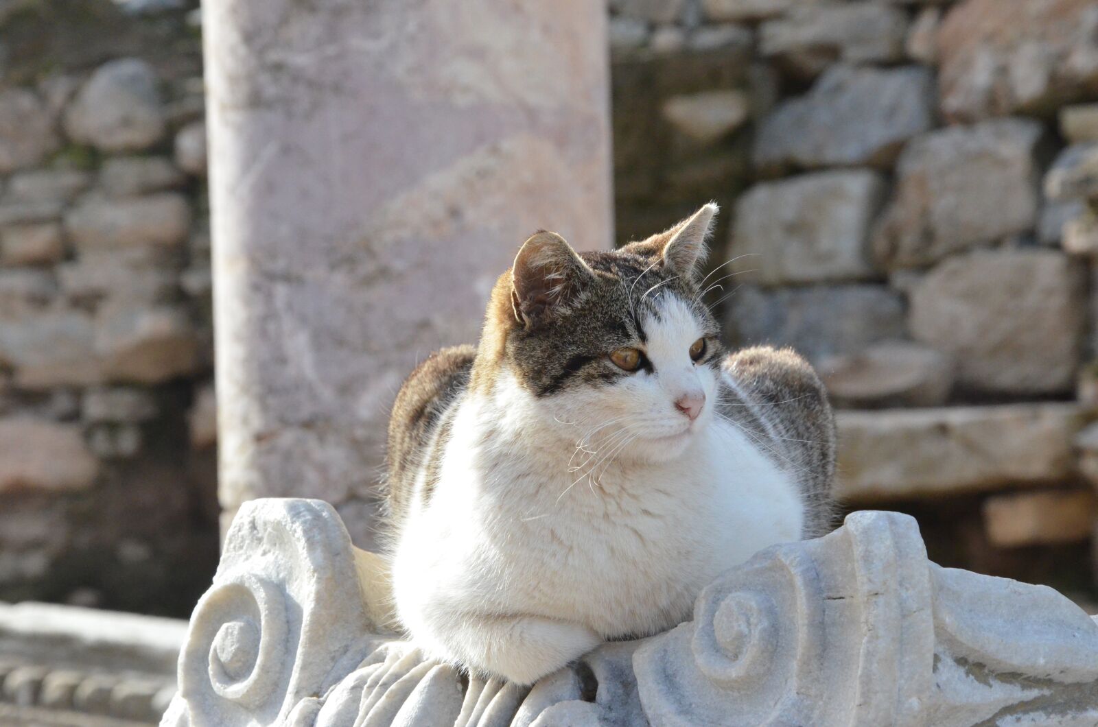 Nikon D7000 sample photo. Cat, cats, ephesus photography