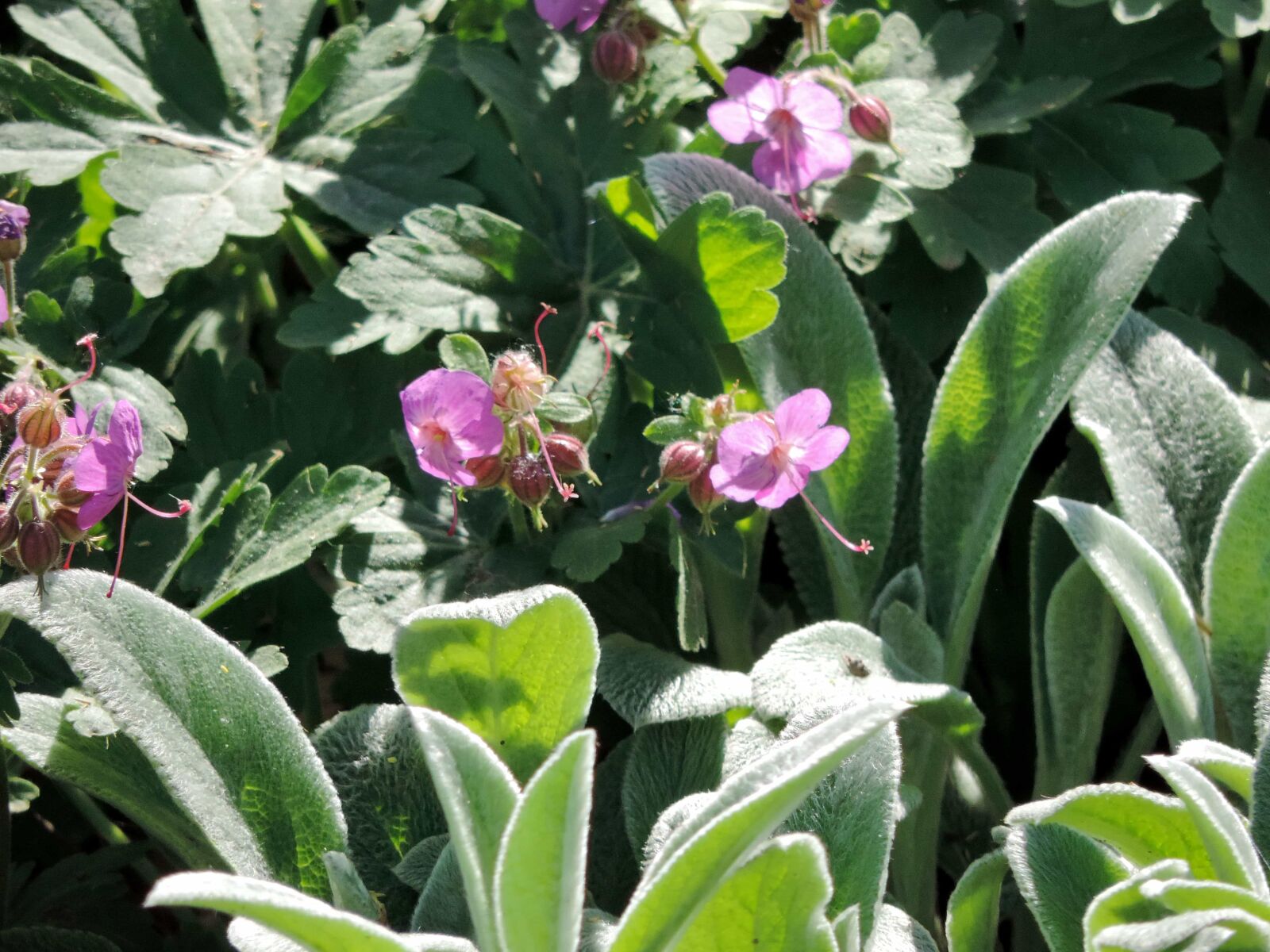 Nikon Coolpix P520 sample photo. Wildflower, plant, flower, blossom photography