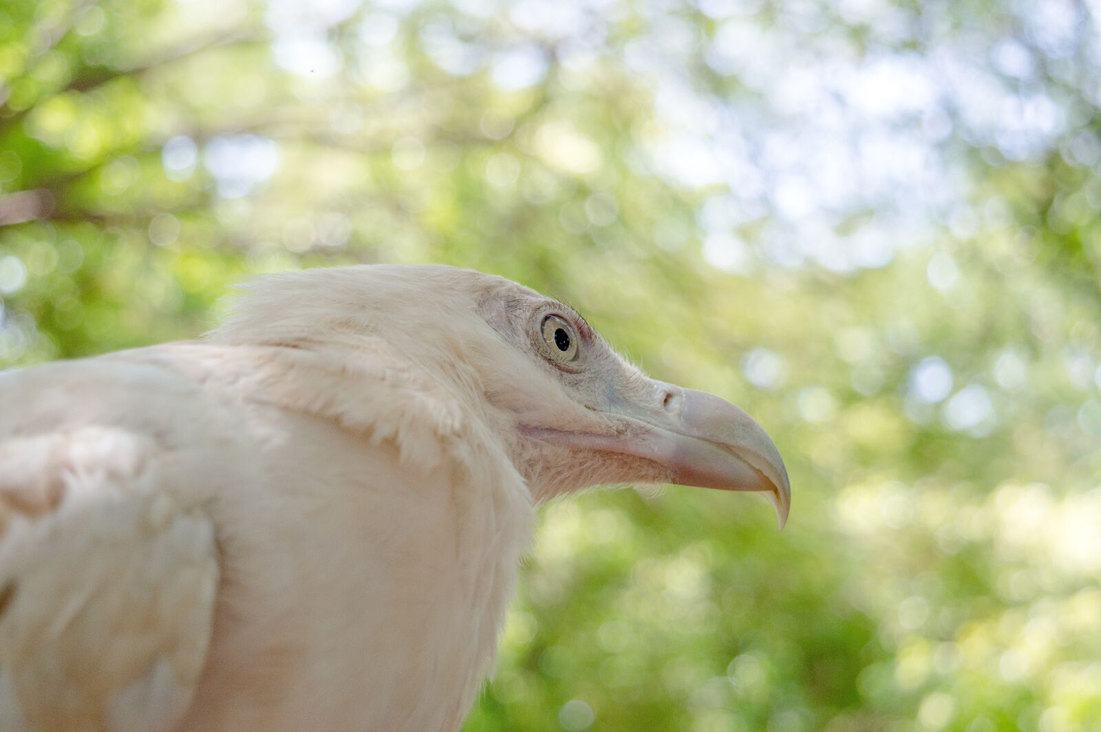 Nikon D3200 sample photo. Eagle, bird, raptor photography