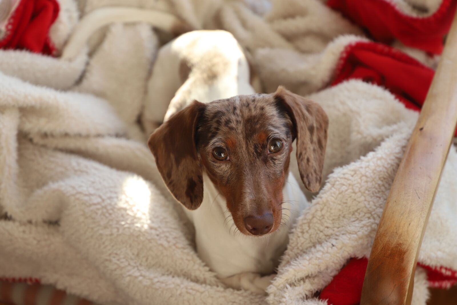 Canon EOS 6D Mark II sample photo. Cute, dog, animals photography