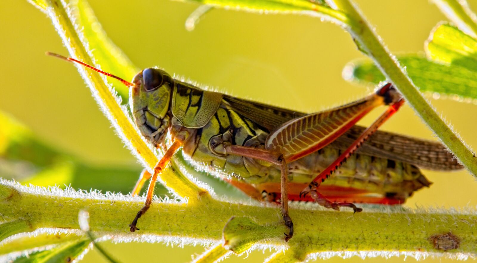 Tamron SP AF 180mm F3.5 Di LD (IF) Macro sample photo. Grasshopper, cricket, insect photography