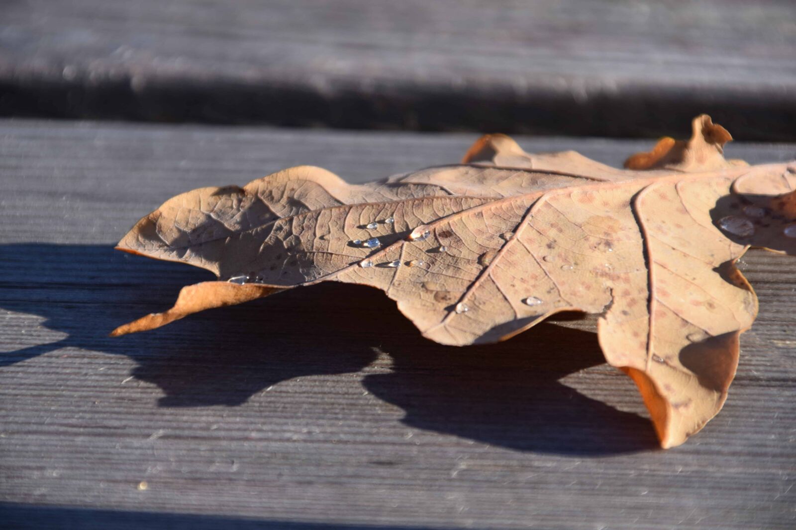 Nikon D3300 sample photo. Dry, leaf, wood, table photography