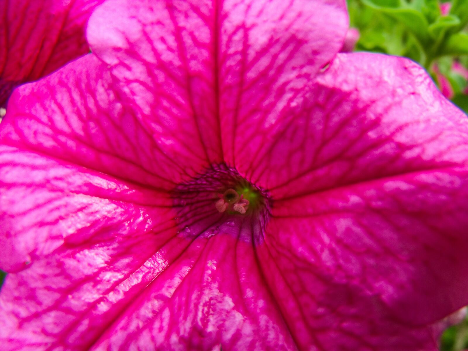 Fujifilm FinePix S1500 sample photo. Flower, flora, nature photography