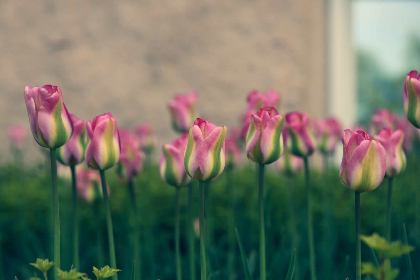 Canon EOS R sample photo. Tulip, flower, garden photography