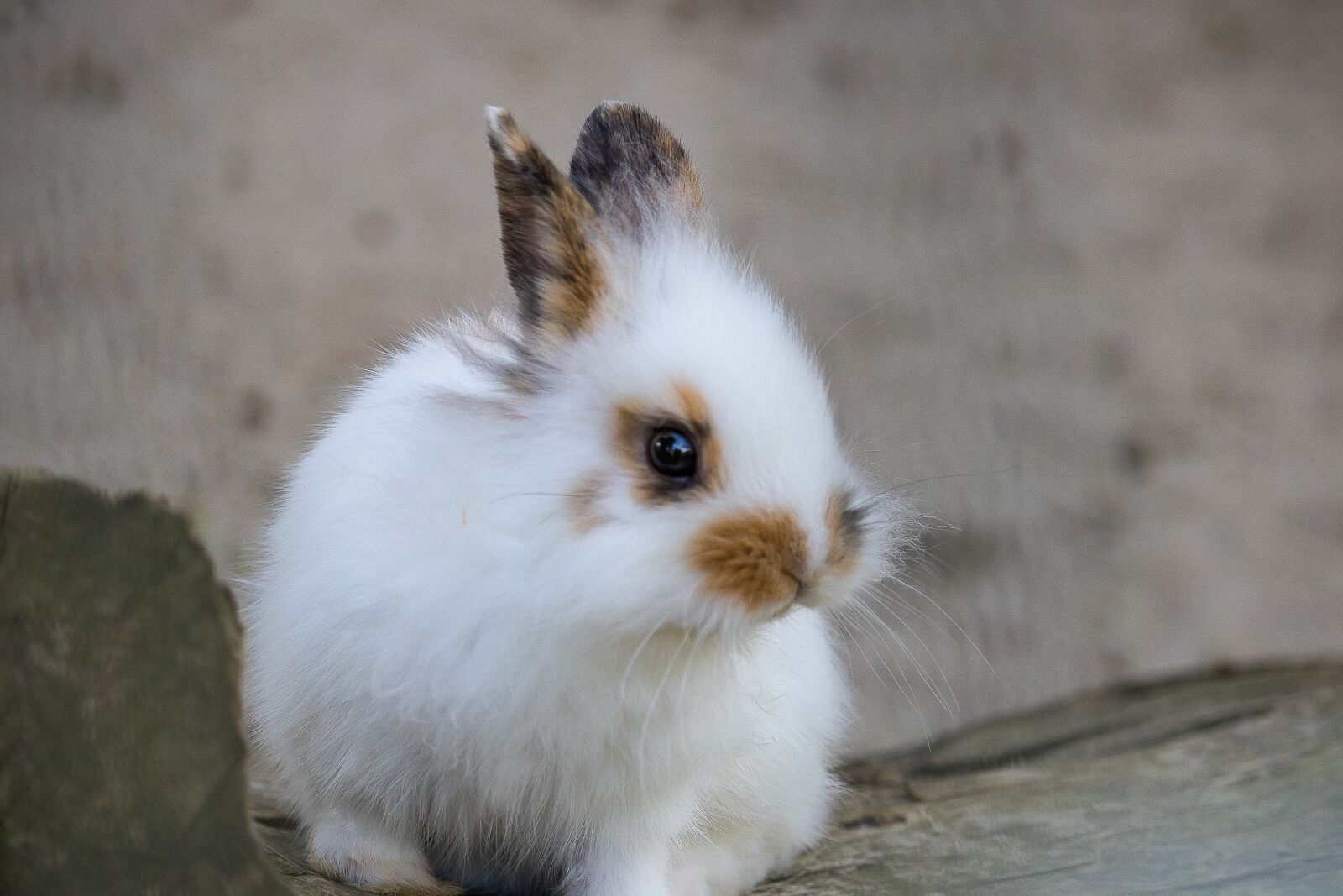 Canon EF-S 55-250mm F4-5.6 IS STM sample photo. Rabbit, hare, animal photography