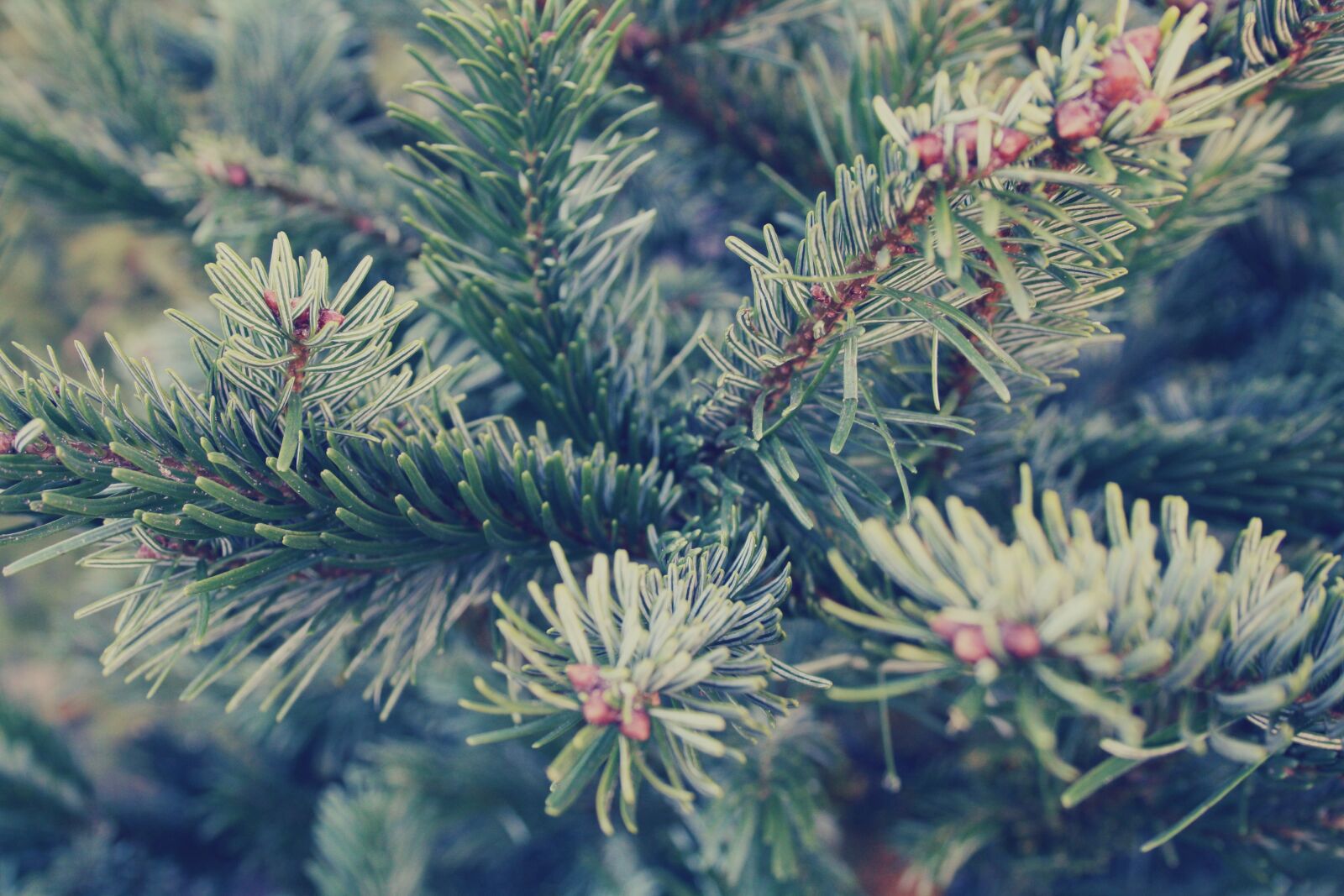Canon EF-S 18-55mm F3.5-5.6 II sample photo. Spruce photography