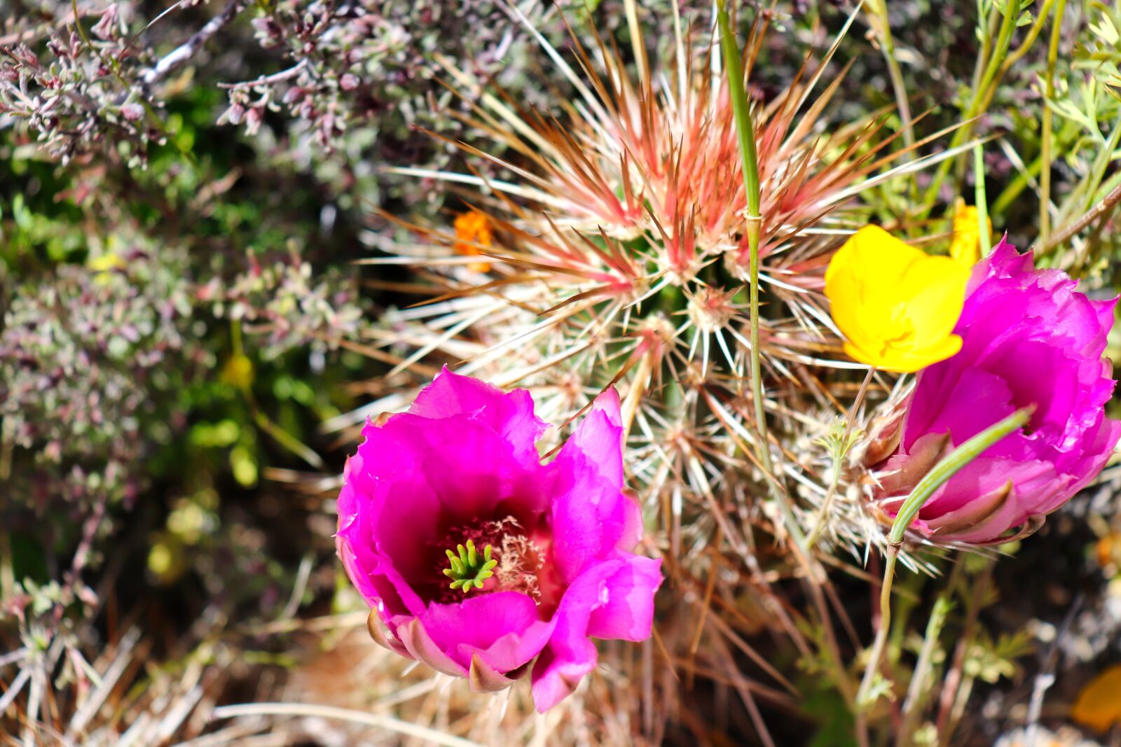Canon EOS 200D (EOS Rebel SL2 / EOS Kiss X9) sample photo. Cactus, flowers, succulent photography