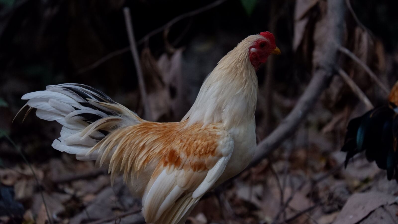 Fujifilm X-A5 sample photo. Rooster, cockscomb, chicken photography