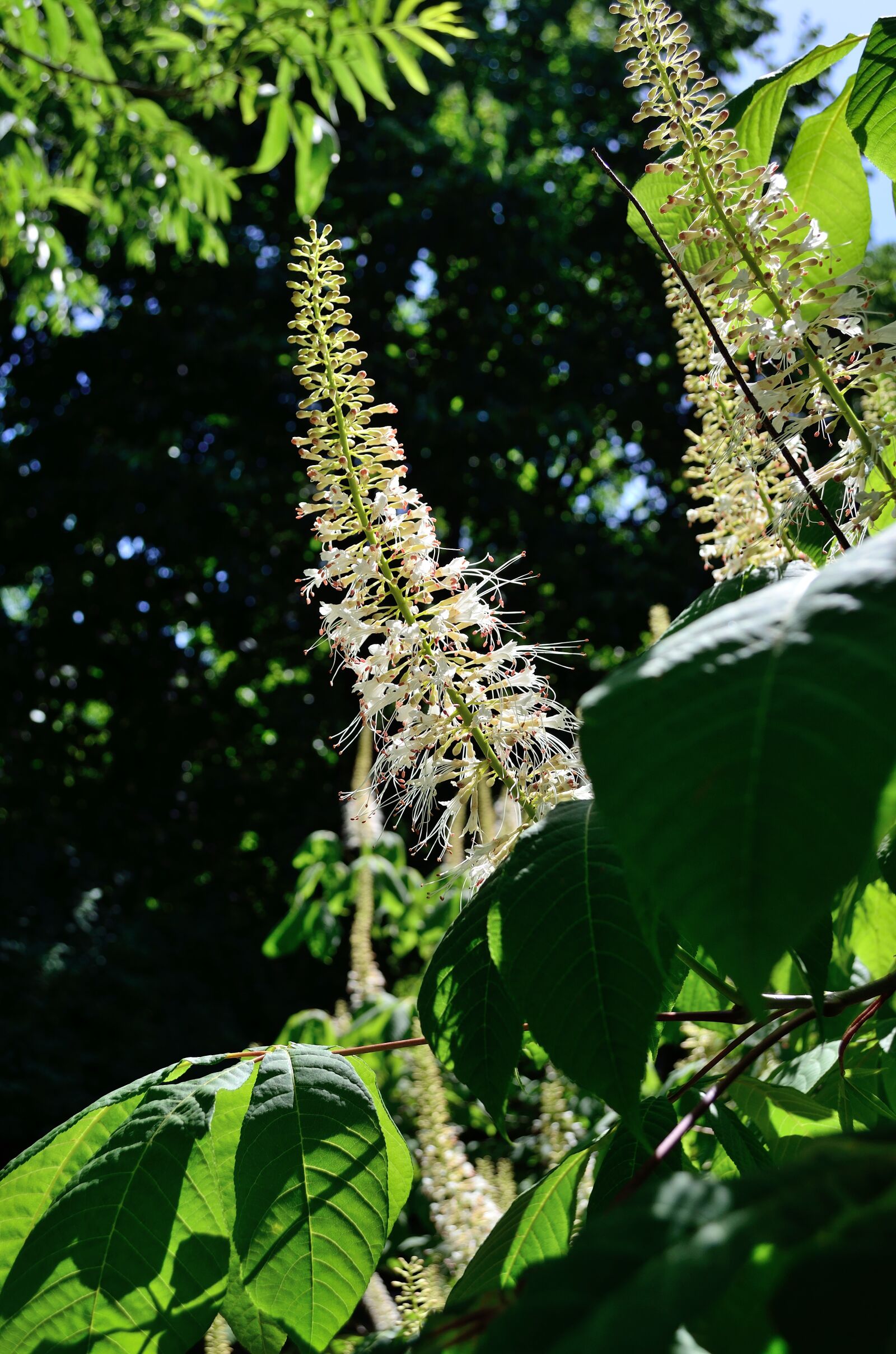 Nikon D5100 sample photo. Flowers, motley grass, nature photography
