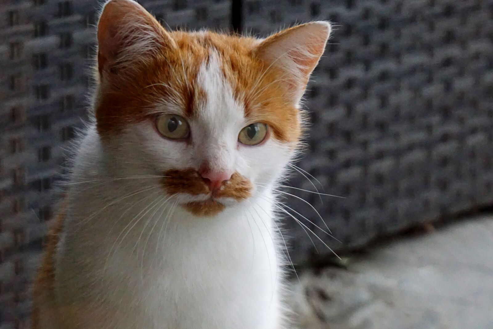Sony a5100 sample photo. Cat, pet, bart photography