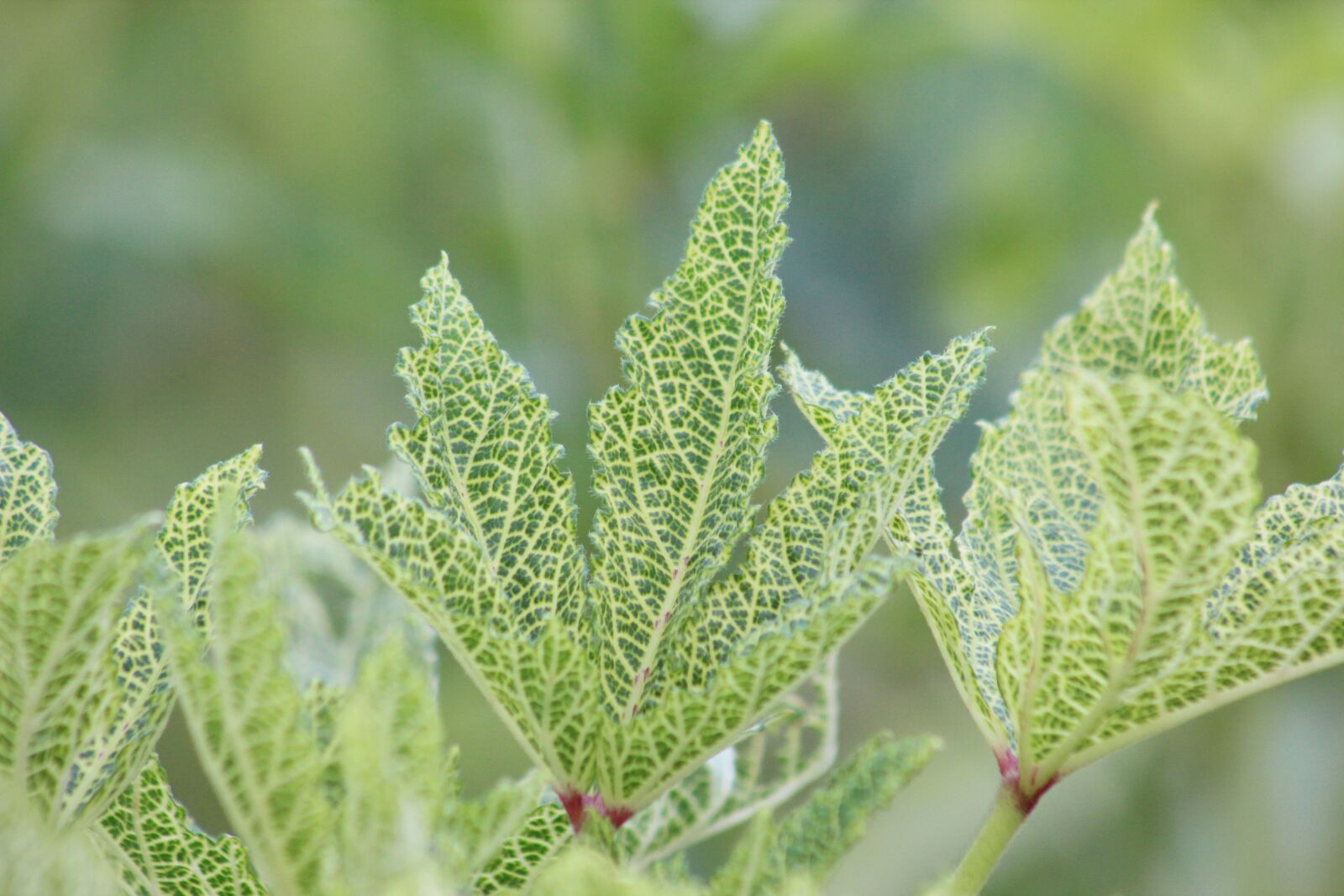 Canon EF75-300mm f/4-5.6 sample photo. Nature, green, colorful photography