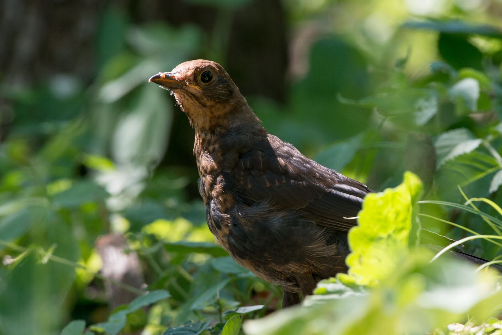 Nikon D800 sample photo. Bird, nature, animal photography
