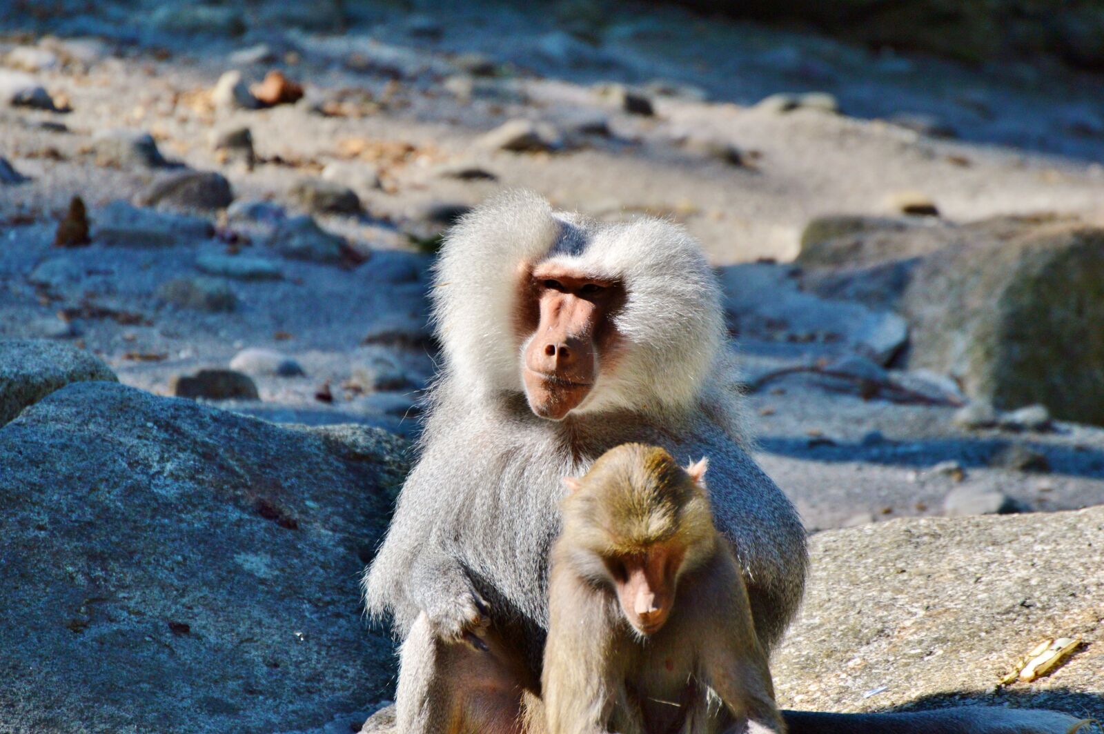Nikon D3200 sample photo. Monkey, baboon, animal photography