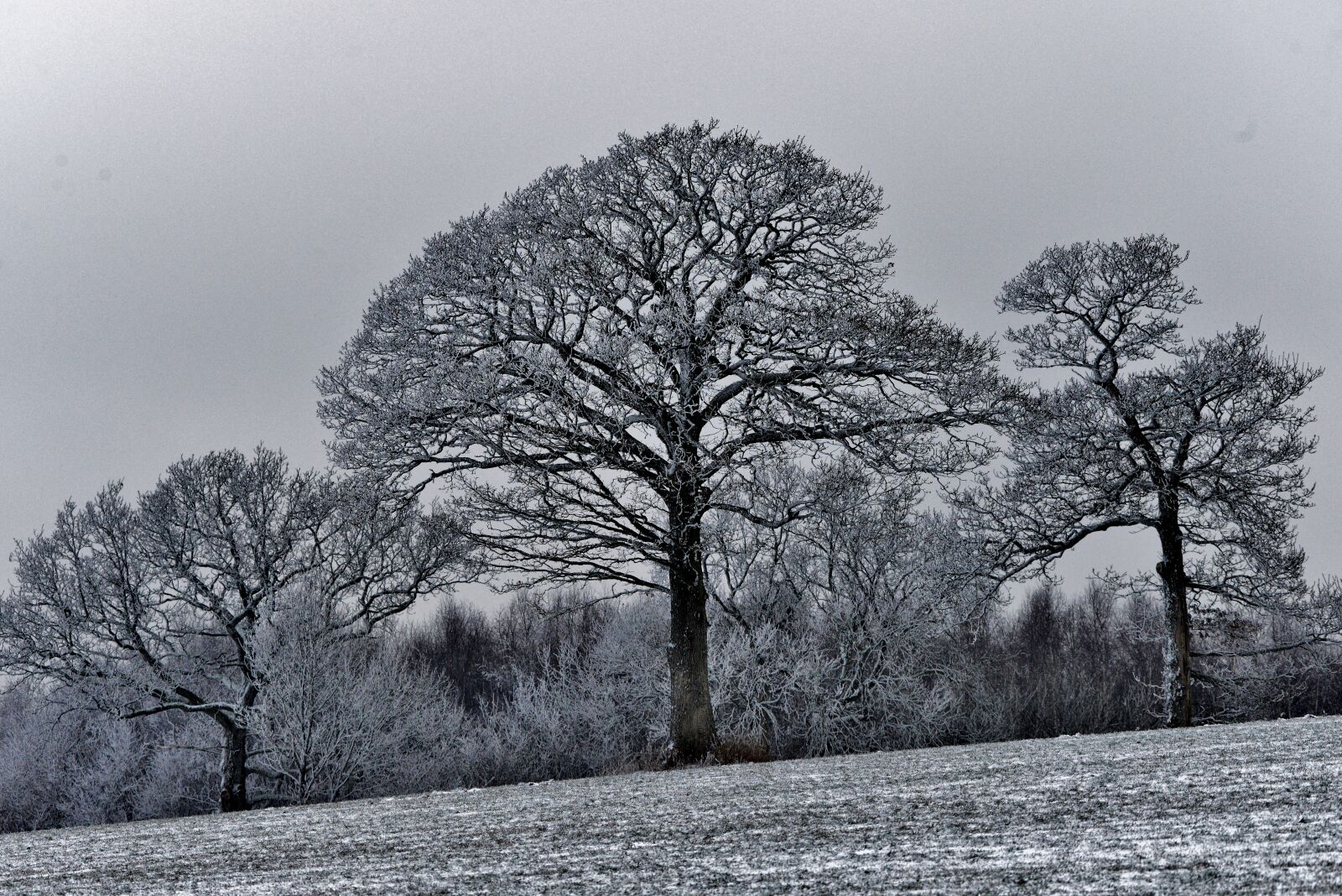 Nikon D600 sample photo. Trees, snowy, snow photography