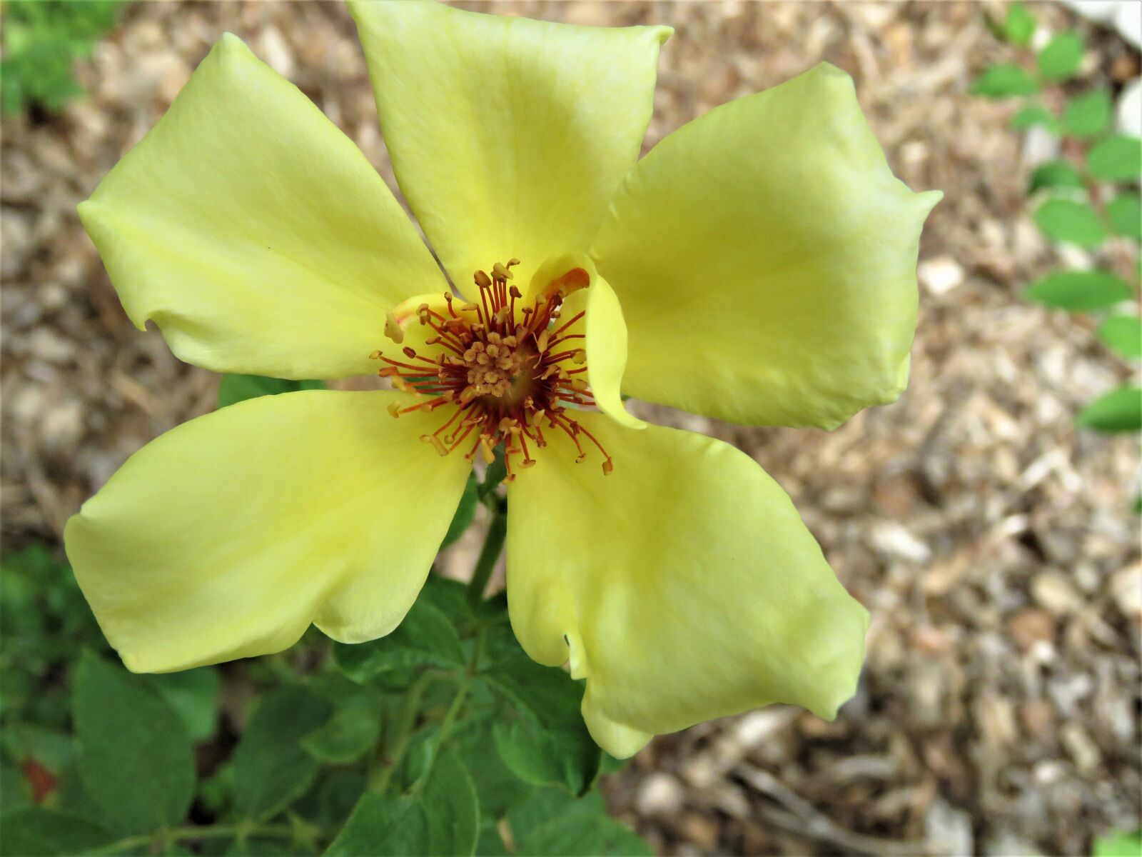 Canon PowerShot SX60 HS sample photo. Flower, yellow, rose photography
