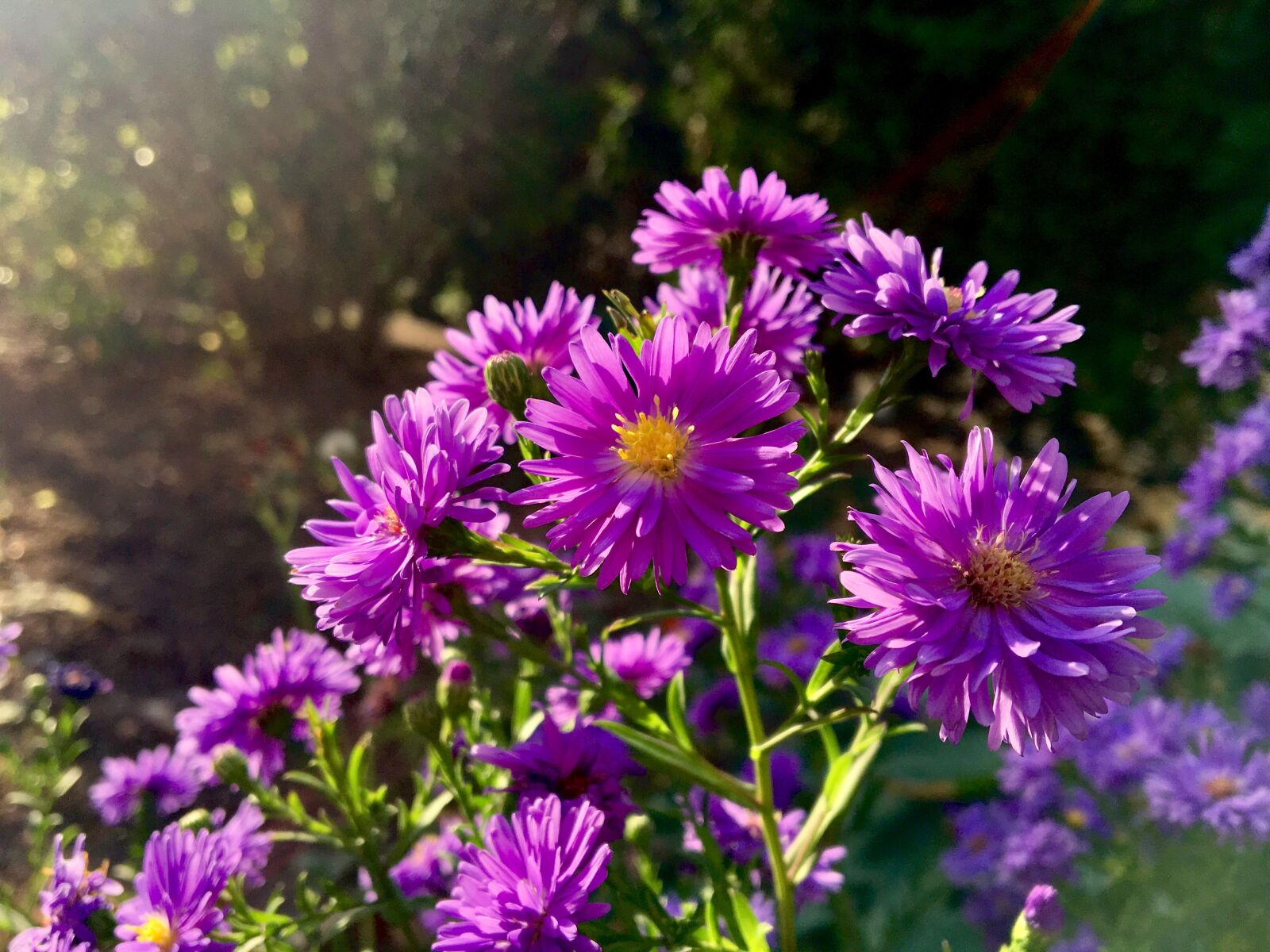 Apple iPhone 6s sample photo. Flower, autumn, violet photography