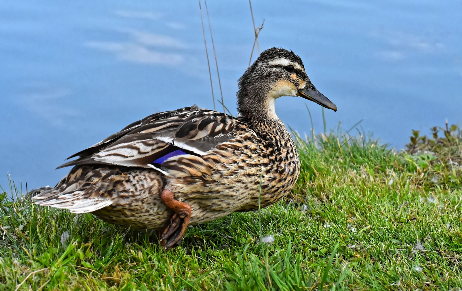 Nikon D7200 sample photo. Mallard, duck, bird photography