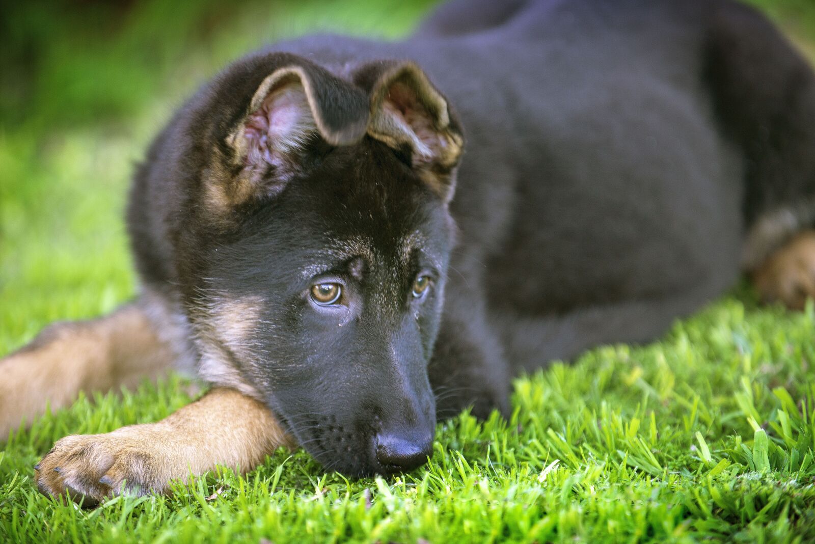 Nikon D800 sample photo. German shepherd, dog, puppy photography