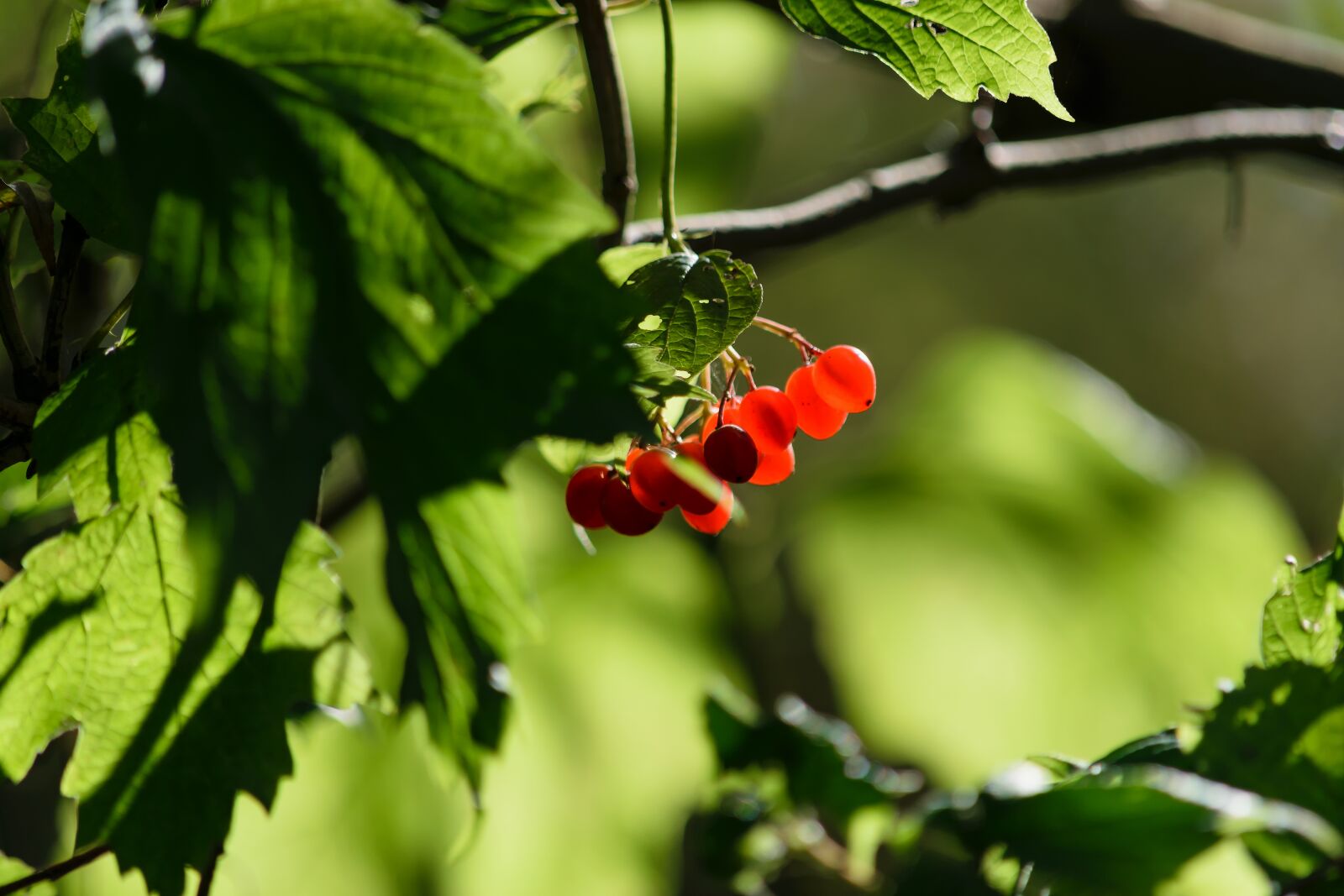 Nikon D5300 sample photo. Berries, red, nature photography