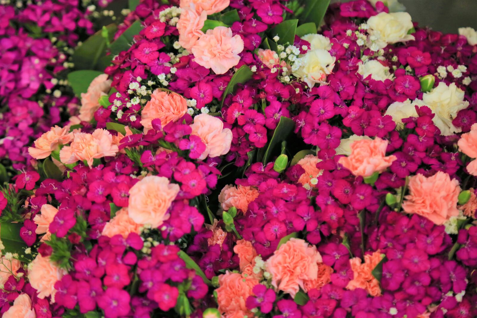 Canon EF 24-105mm F4L IS USM sample photo. Flowers, spring, nature photography