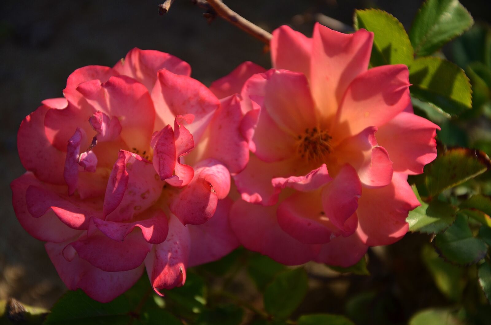 Nikon D7000 sample photo. Rose, flower, blossom photography